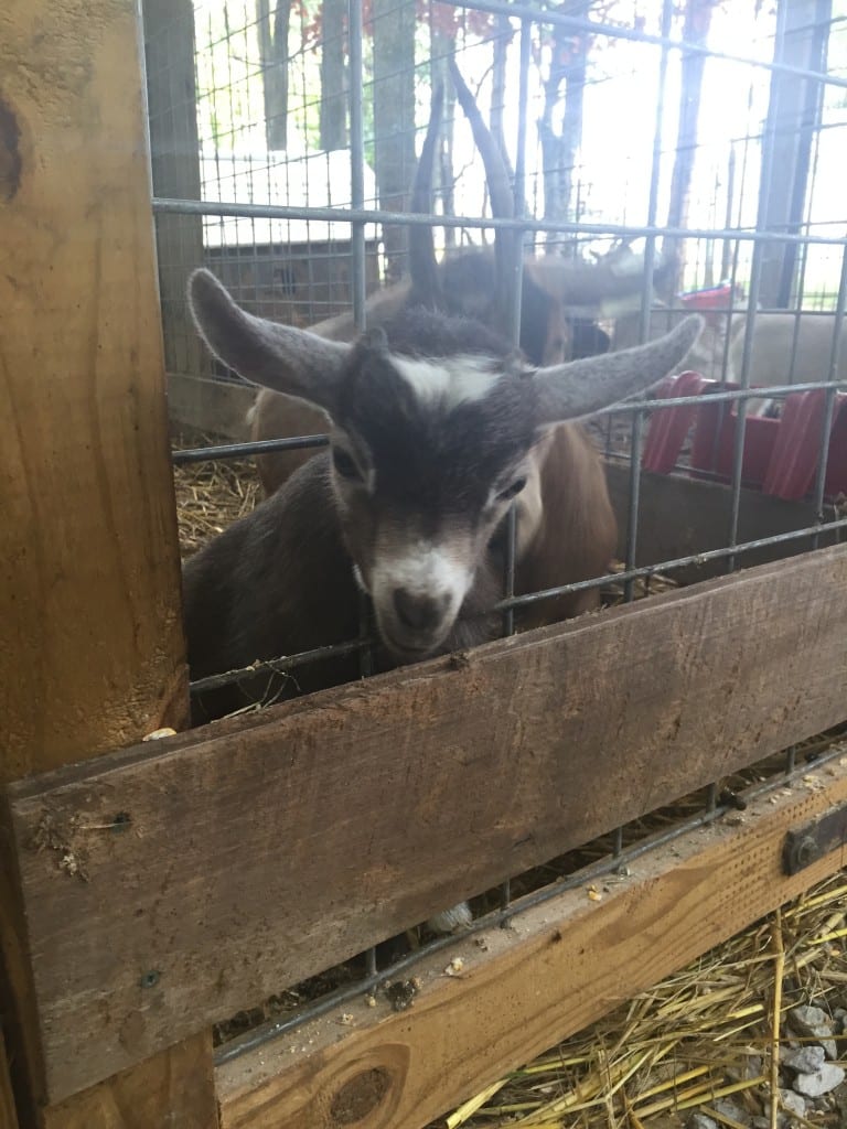 Baby Goat at Christian Way Farm