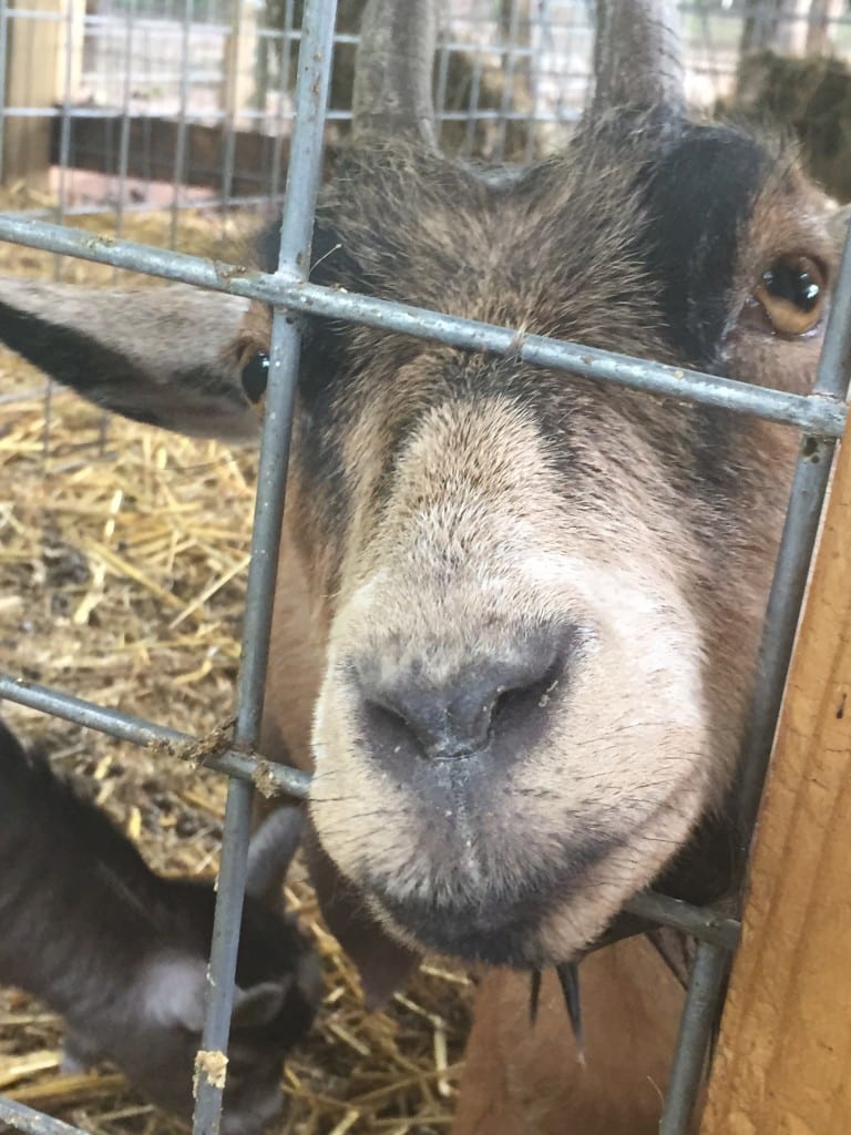 Momma goat at Christian Way Farm